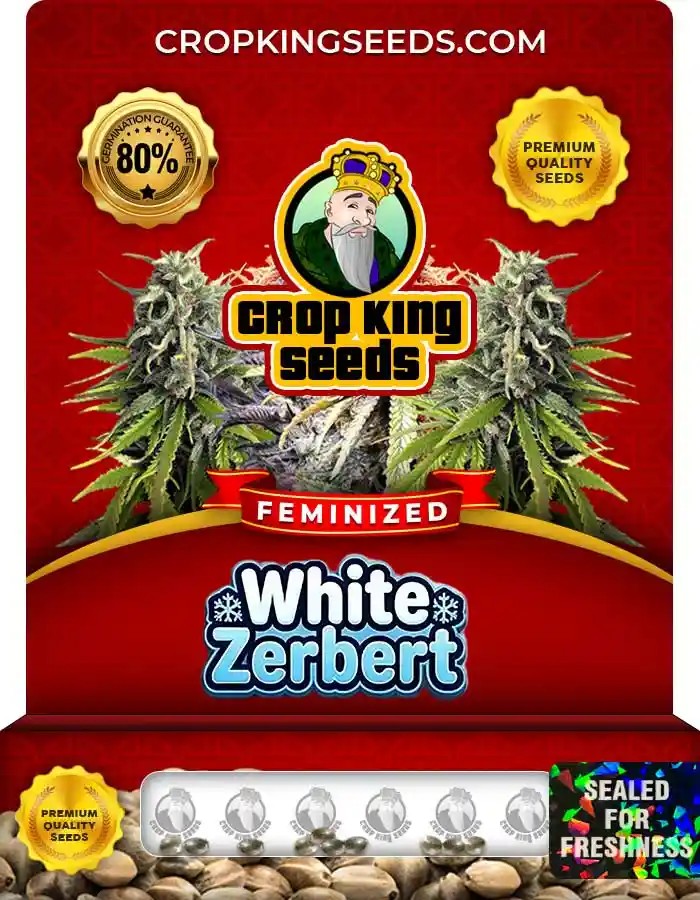 White Zerbert Strain Feminized Marijuana Seeds