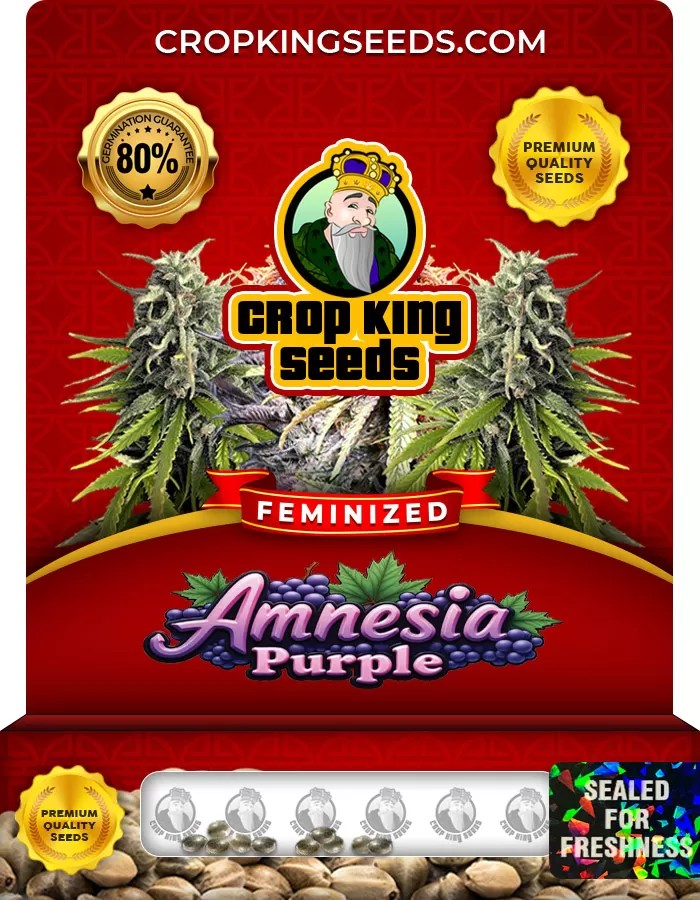 Amnesia Purple Feminized Marijuana Seeds