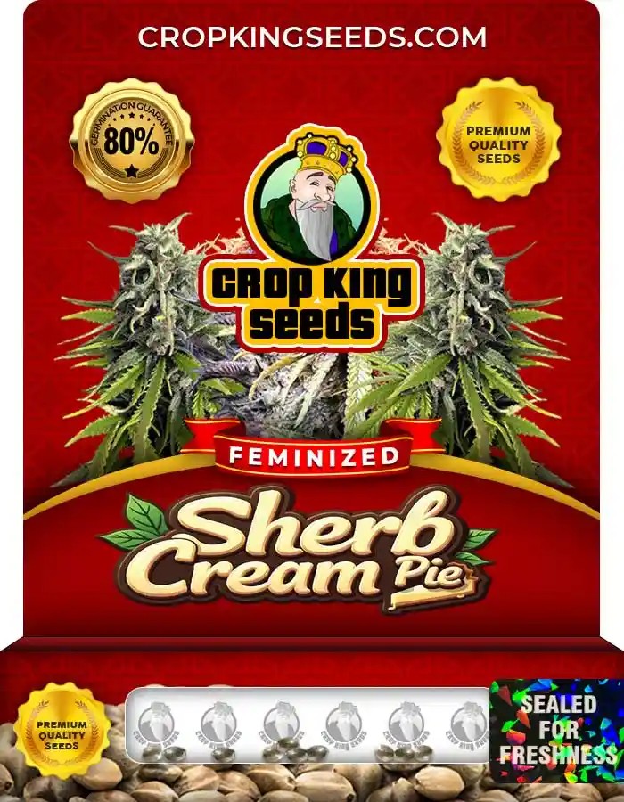 Sherb Cream Pie Strain Feminized Marijuana Seeds