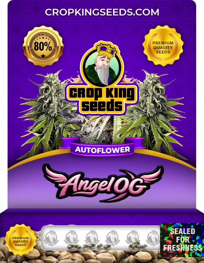 Angel OG Autoflowering Marijuana Seeds