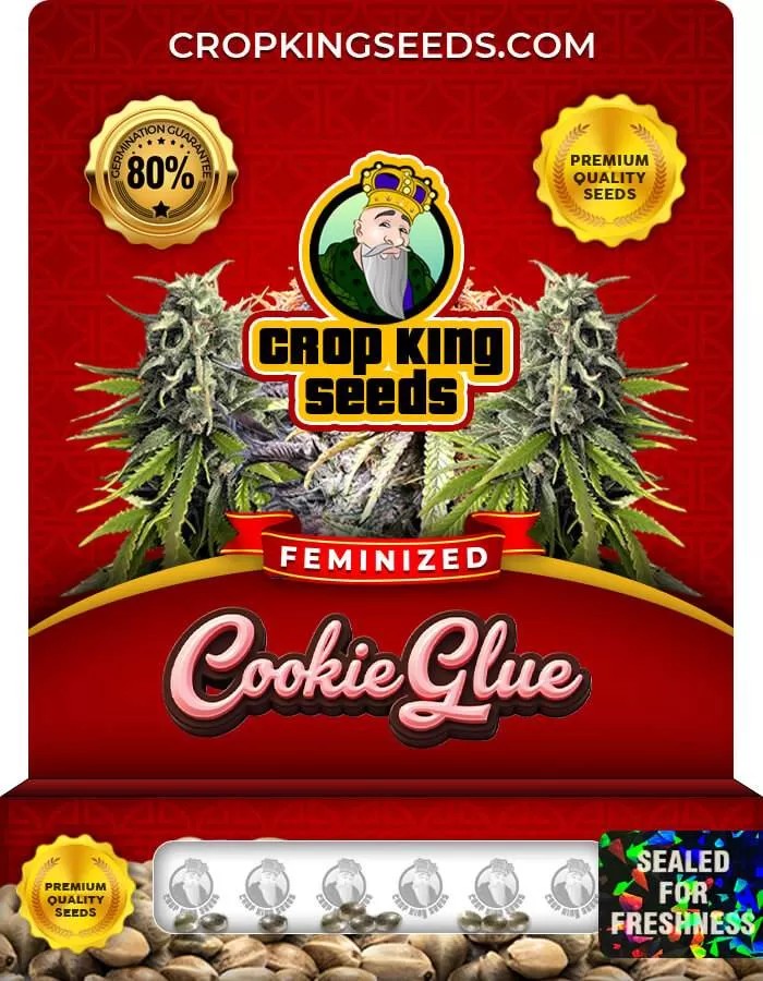 Cookie Glue Strain Feminized Marijuana Seeds