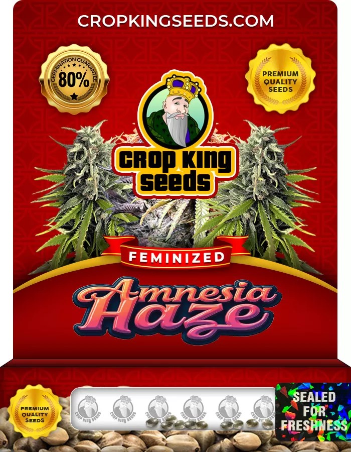 Amnesia Haze Feminized Marijuana Seeds