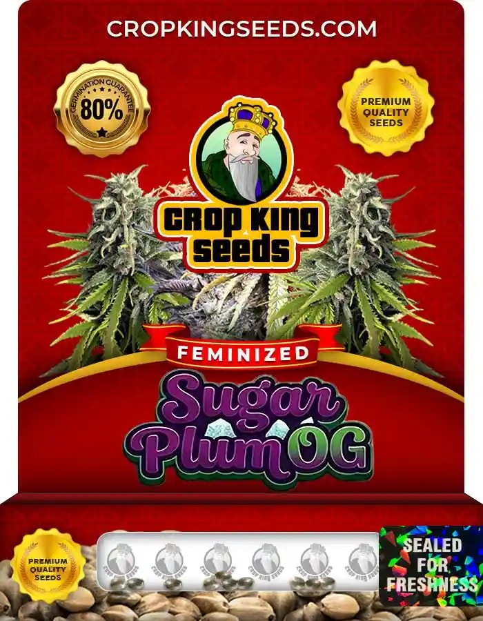 Sugar Plum OG Strain Feminized Seeds