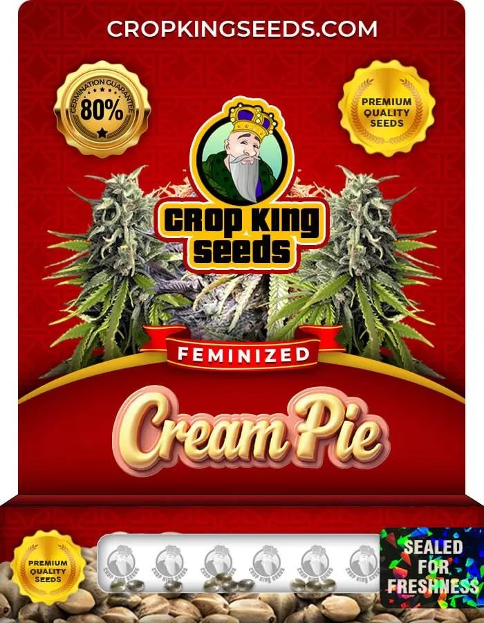 Cream Pie Strain Feminized Marijuana Seeds