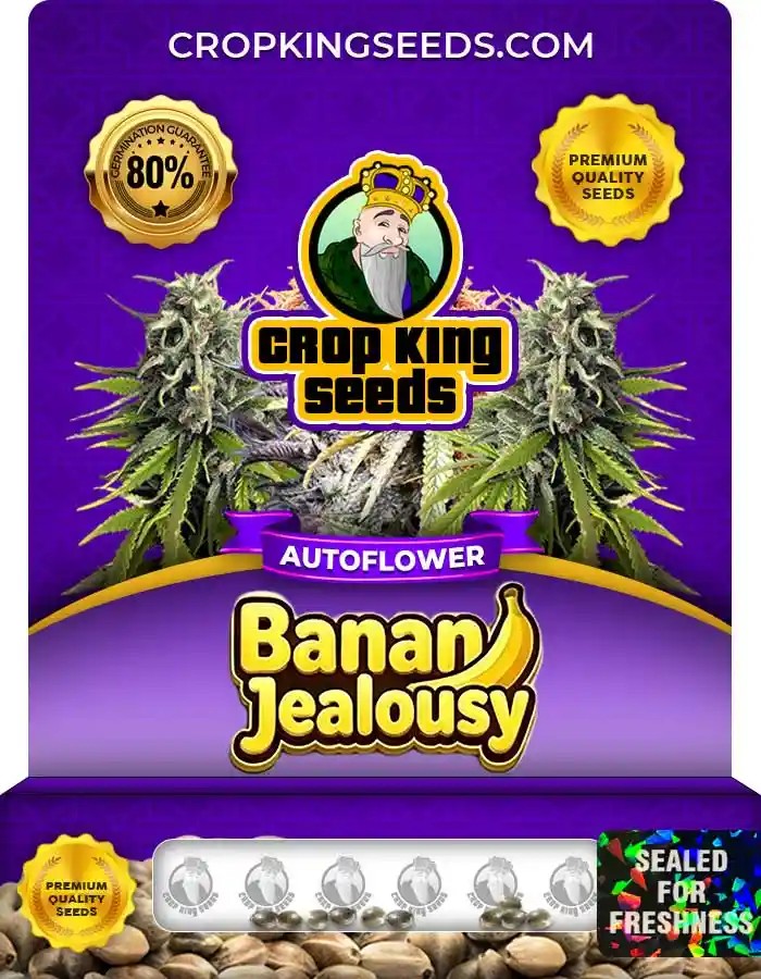 Banana Jealousy Autoflower Seeds