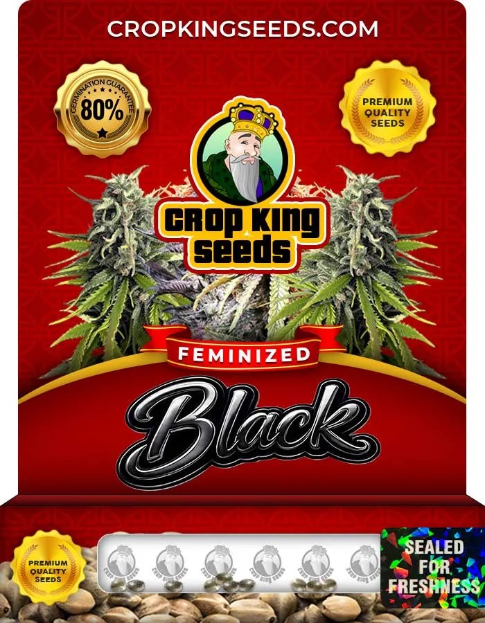 Black Strain Feminized Seeds