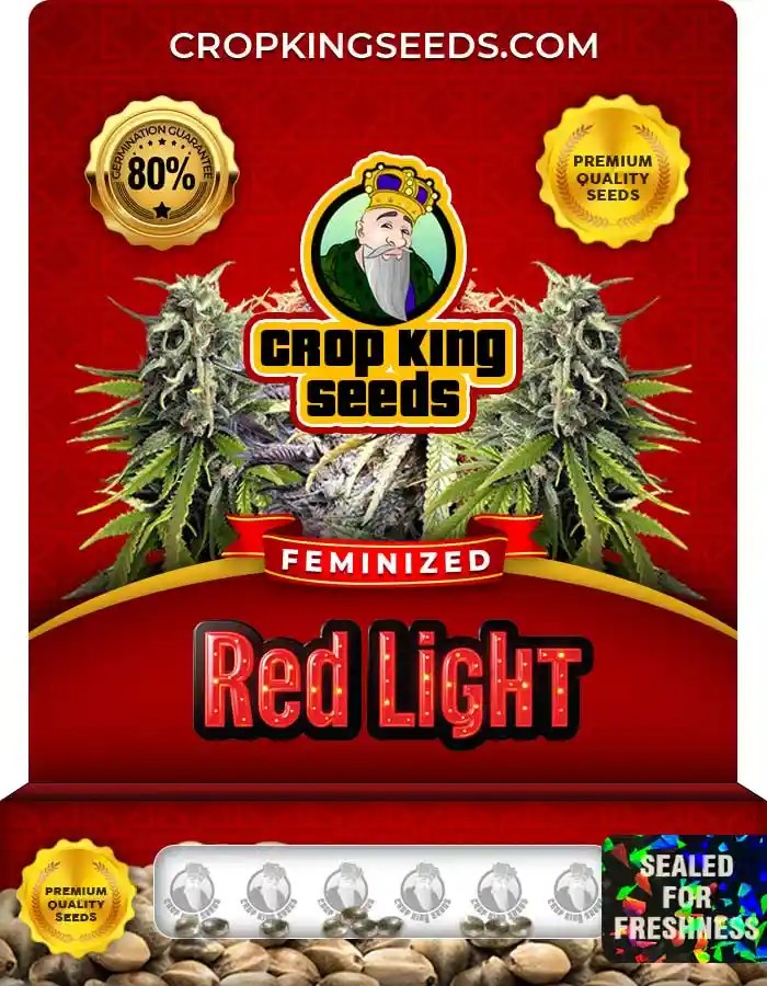 Red Light Strain Feminized Marijuana Seeds
