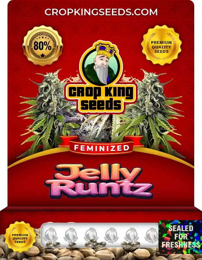 Jelly Runtz Strain Feminized Marijuana Seeds