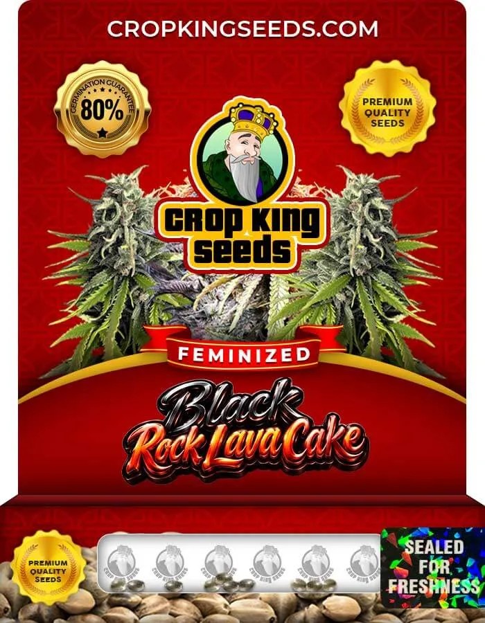 Black Rock Lava Cake Strain Feminized Seeds