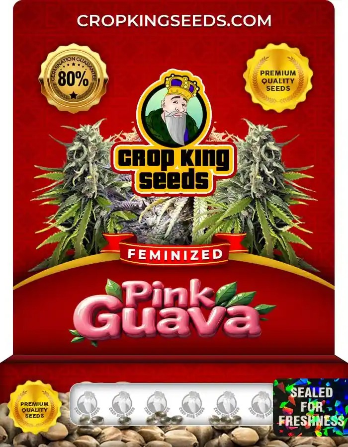 Pink Guava Strain Feminized Marijuana Seeds