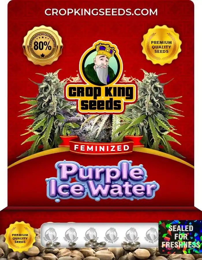 Purple Ice Water Strain Feminized Marijuana Seeds