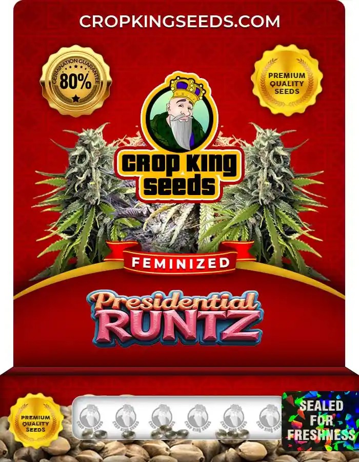 Presidential Runtz Feminized Seeds