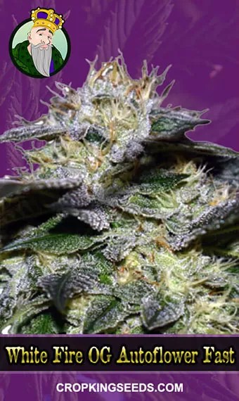 White Fire OG Strain Fast Version Marijuana Seeds