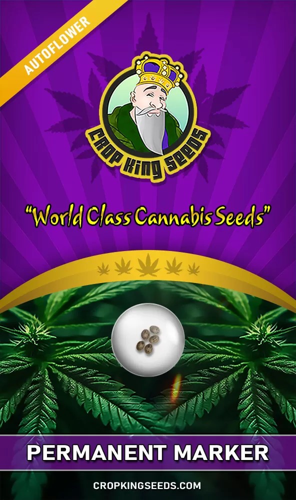 Permanent Marker Autoflowering Feminized Seeds