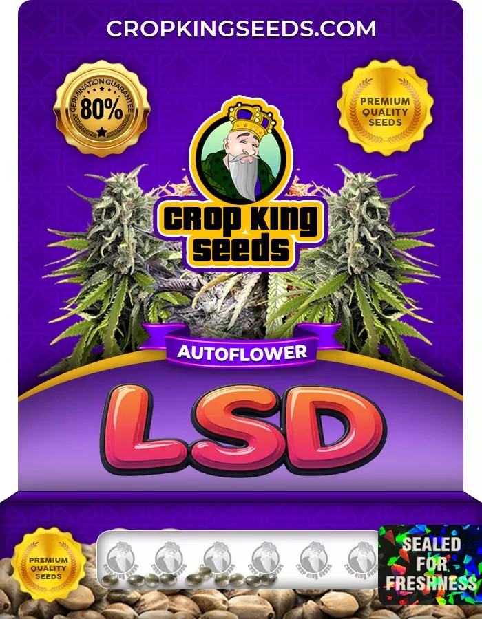 LSD Autoflower Marijuana Seeds