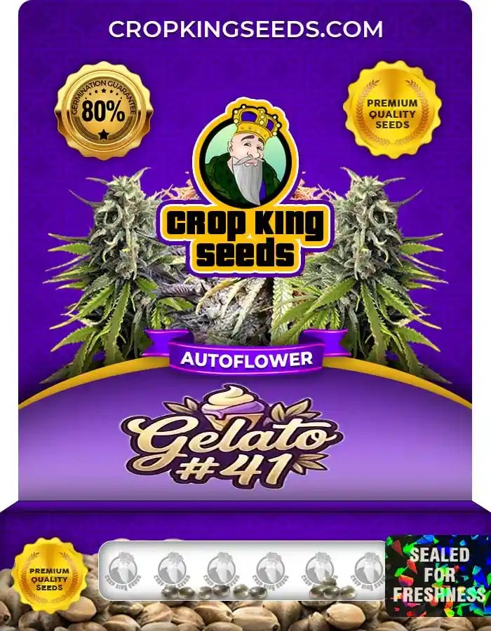 Gelato #41 Autoflower Seeds