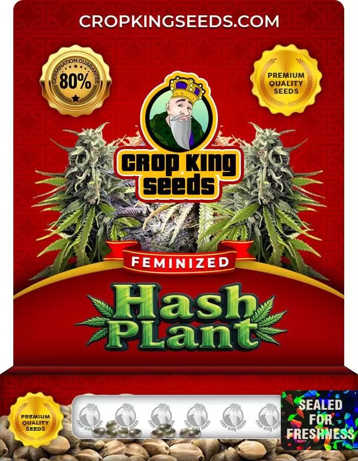 Hash Plant Feminized Marijuana Seeds