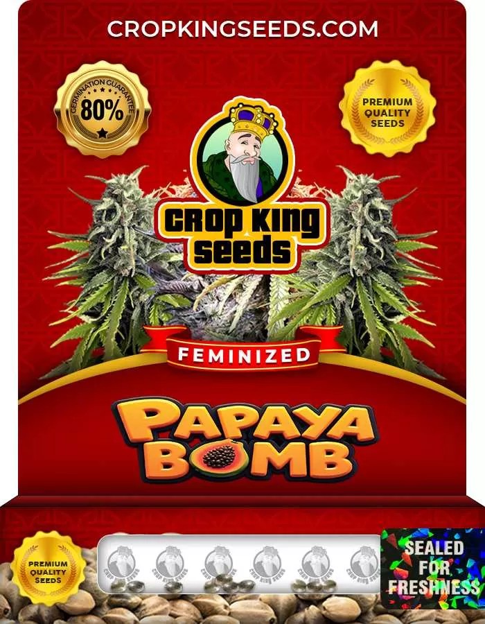 Papaya Bomb Strain Feminized Marijuana Seeds