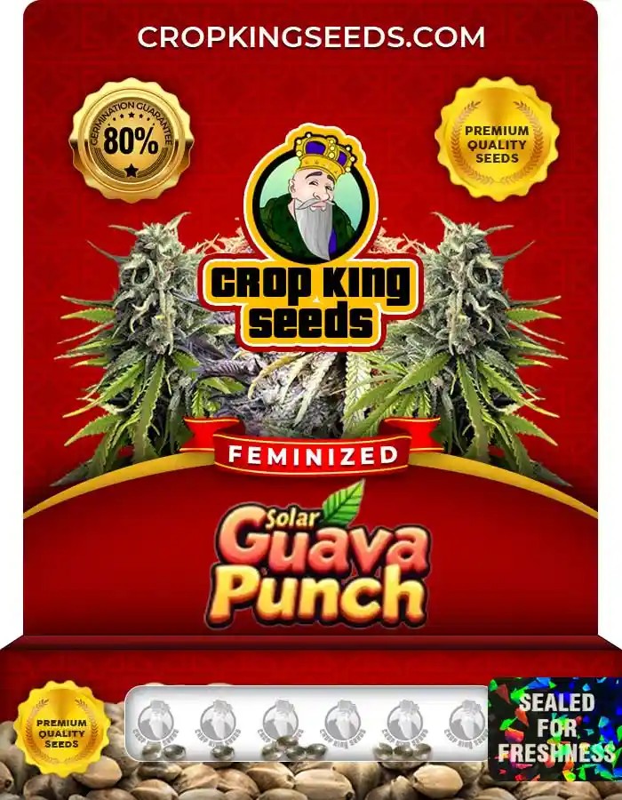 Solar Guava Punch Strain Feminized Seeds