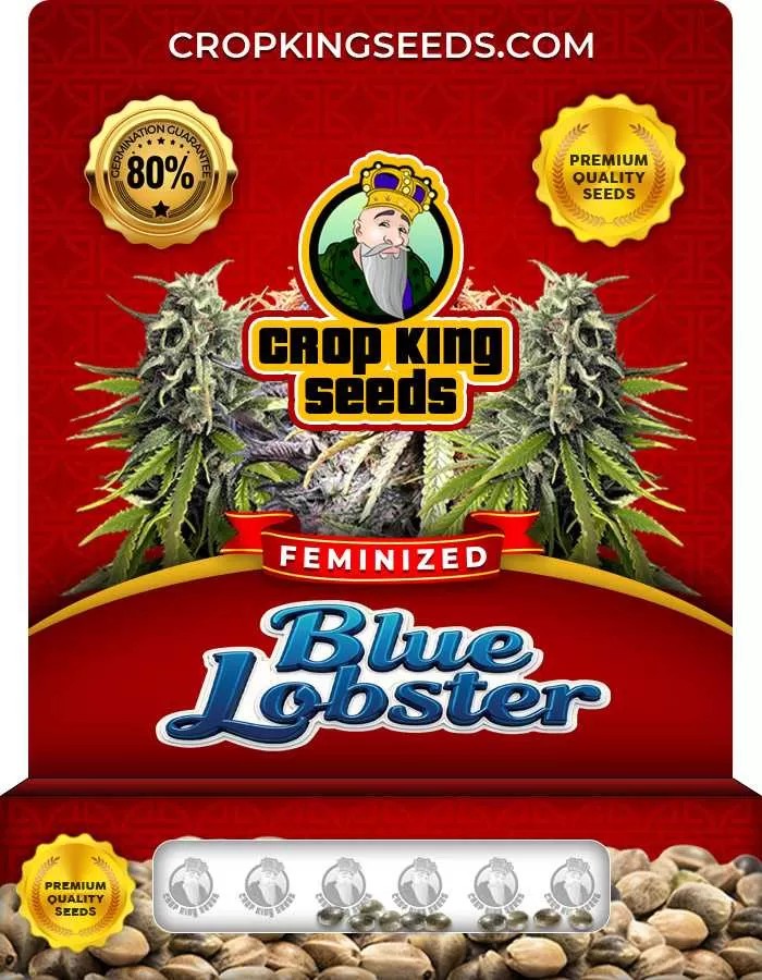 Blue Lobster Strain Feminized Marijuana Seeds