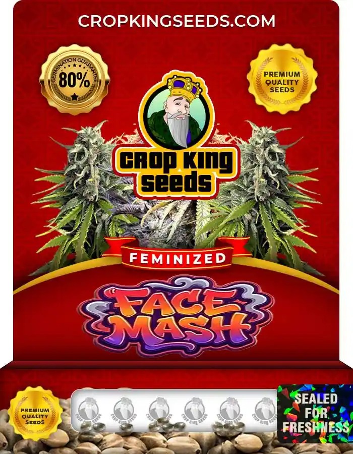Face Mash Strain Feminized Seeds