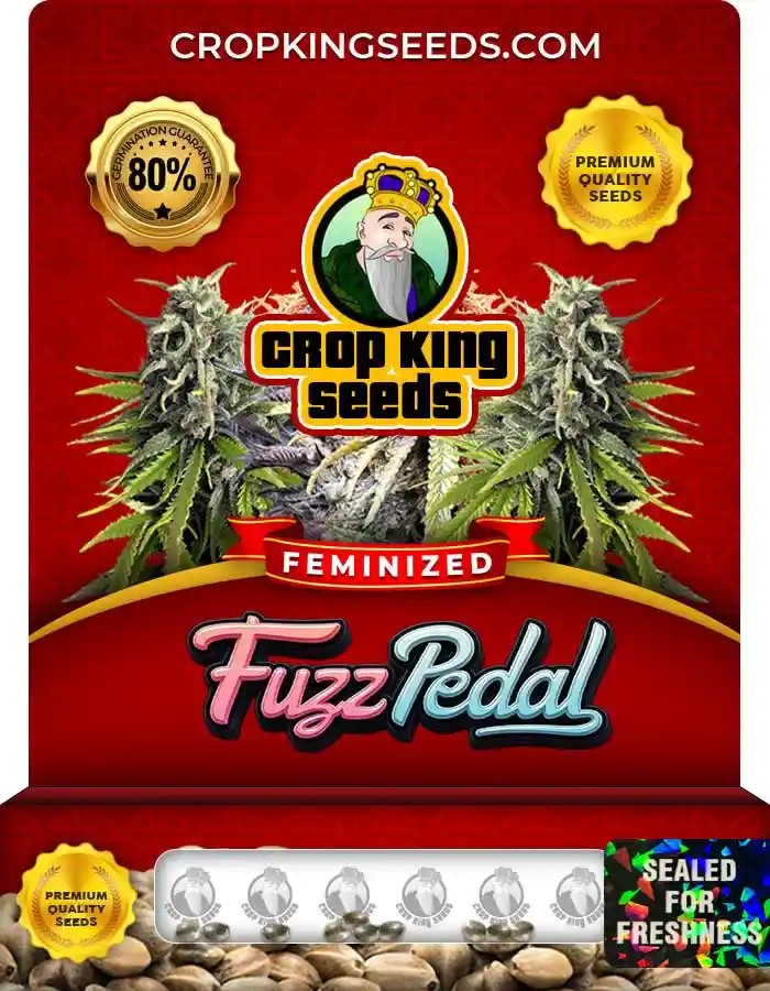 Fuzz Pedal Feminized Seeds