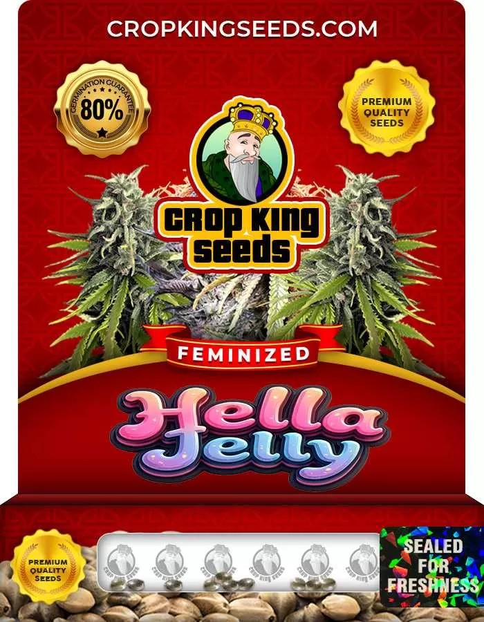 Hella Jelly Strain Feminized Marijuana Seeds