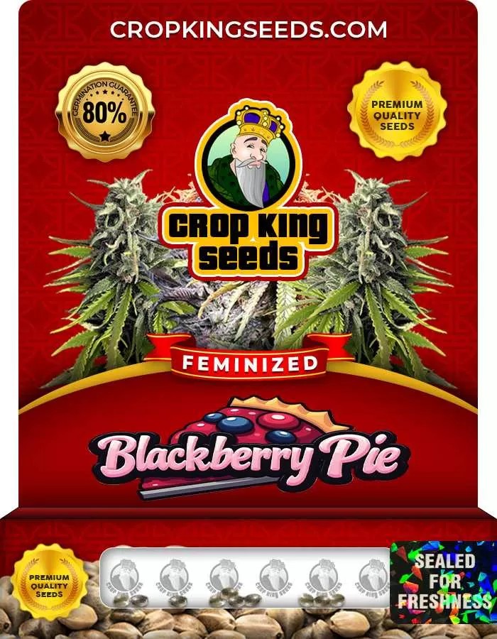 Blackberry Pie Strain Feminized Marijuana Seeds