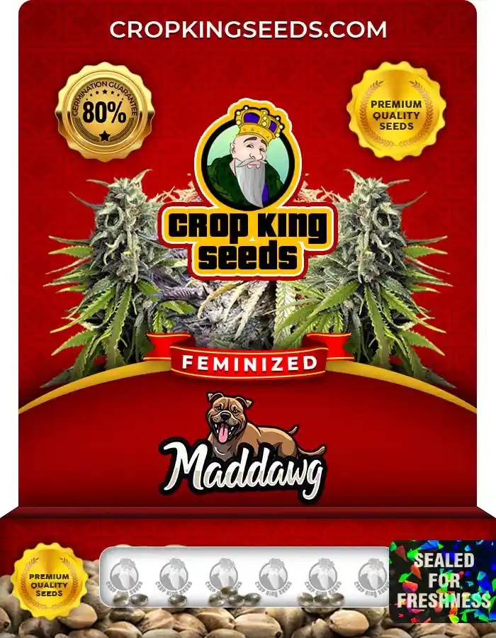 Maddawg Strain Feminized Seeds