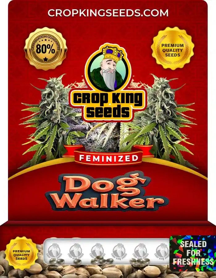 Dog Walker Strain Feminized Marijuana Seeds