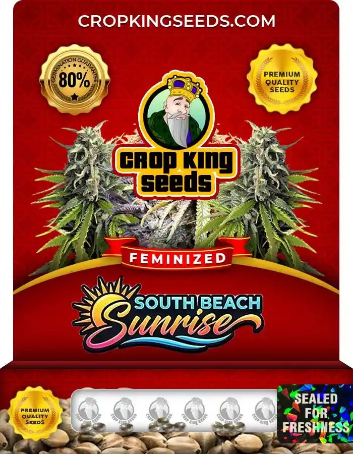 South Beach Sunrise Feminized Seeds