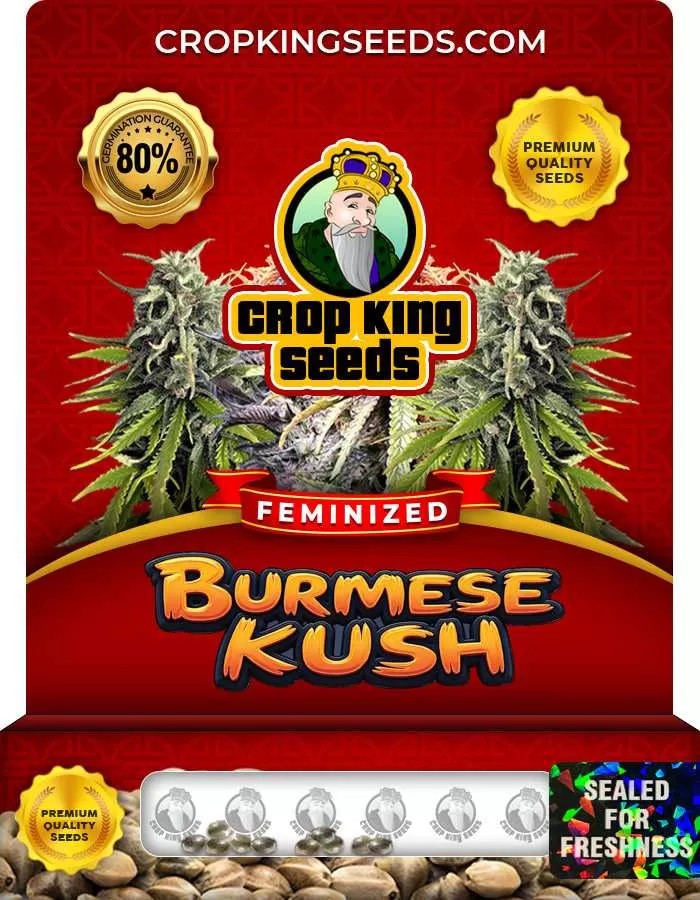 Burmese Kush Feminized Marijuana Seeds