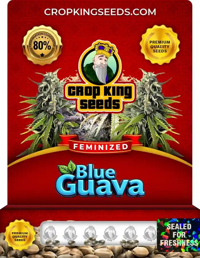 Blue Guava Strain Feminized Marijuana Seeds