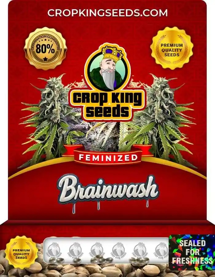 Brainwash Hybrid Strain Feminized Seeds