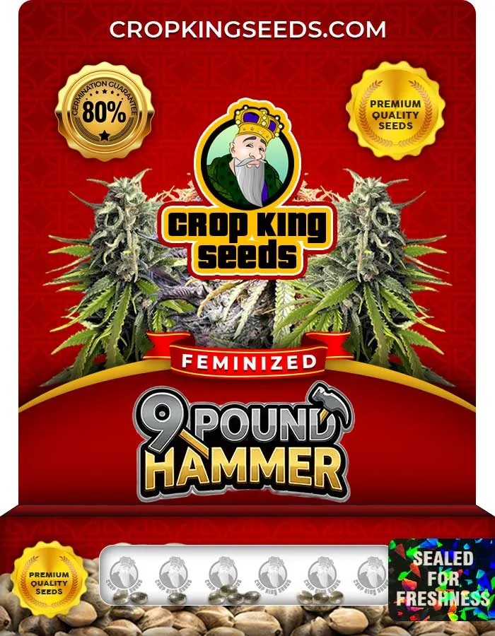 9 Pound Hammer Strain Feminized Seeds