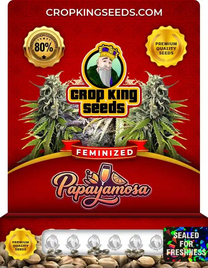 Papayamosa Strain Feminized Seeds
