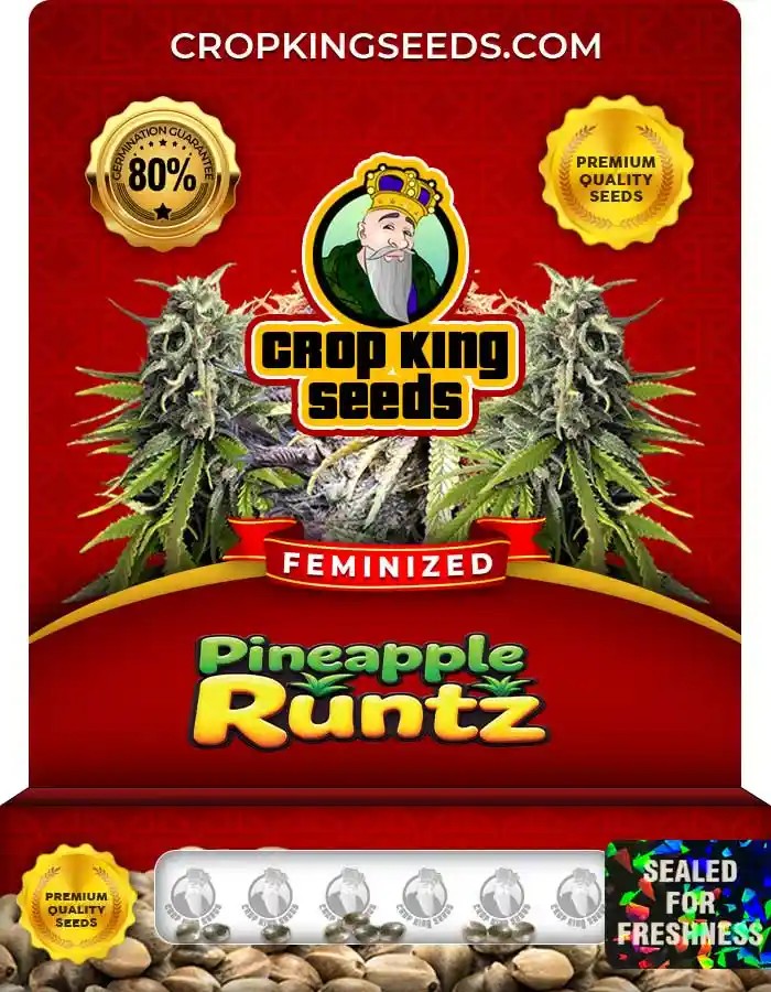 Pineapple Runtz Strain Feminized Marijuana Seeds