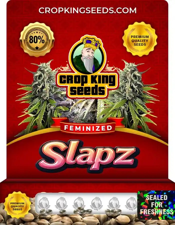 Slapz Strain Feminized Marijuana Seeds