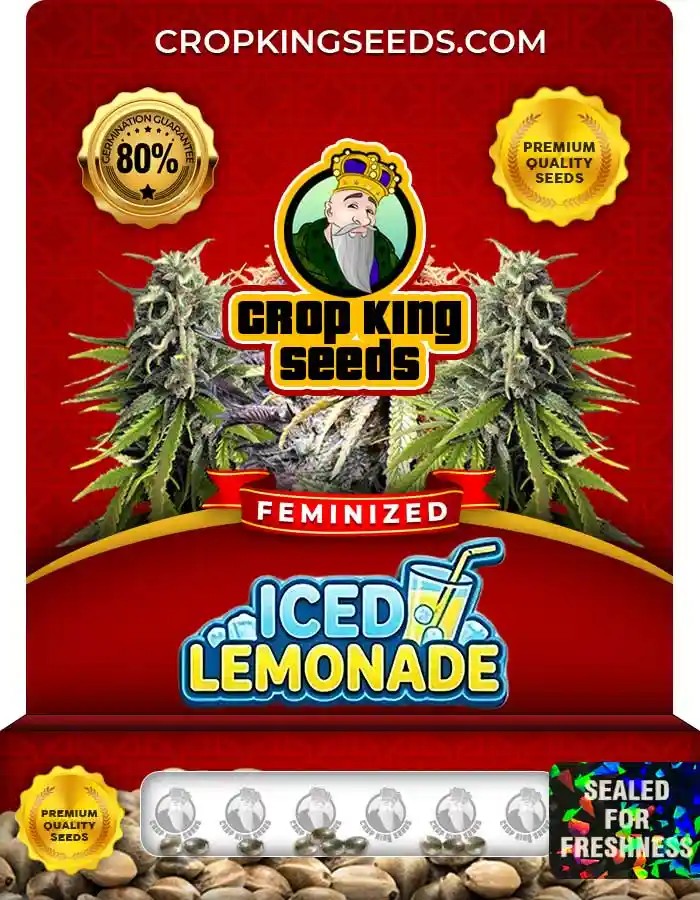 Iced Lemonade Strain Feminized Seeds