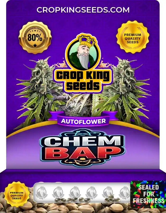 ChemBAP Autoflower Seeds
