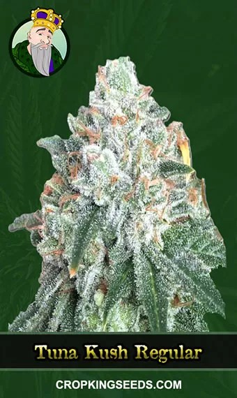 Tuna Kush Regular Marijuana Seeds