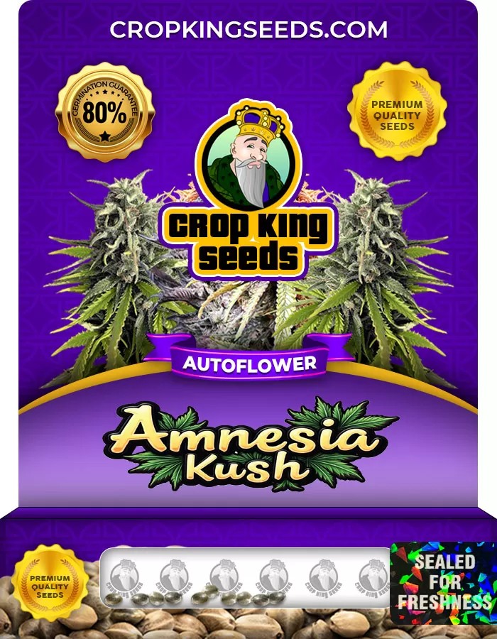 Amnesia Kush Autoflowering Marijuana Seeds