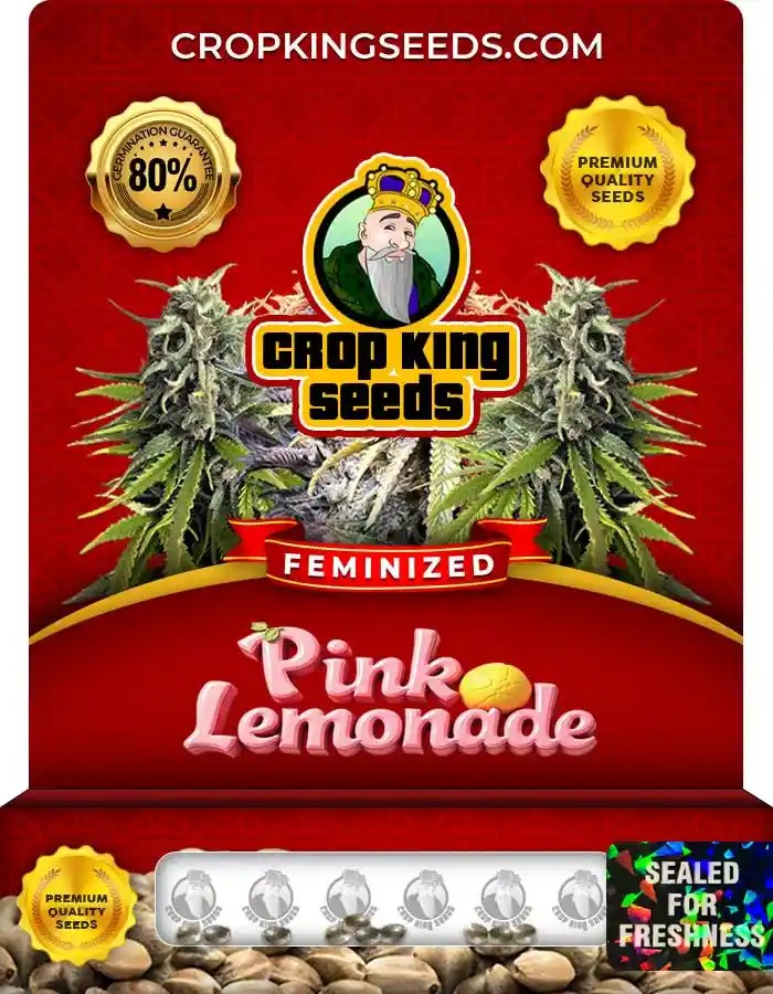 Pink Lemonade Strain Feminized Marijuana Seeds