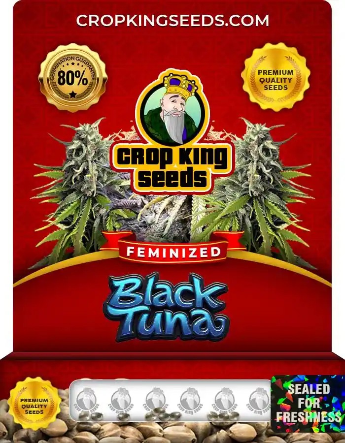 Black Tuna Strain Feminized Marijuana Seeds