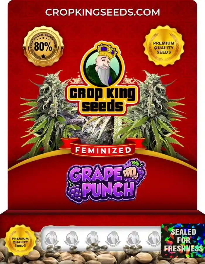 Grape Punch Strain Feminized Marijuana Seeds
