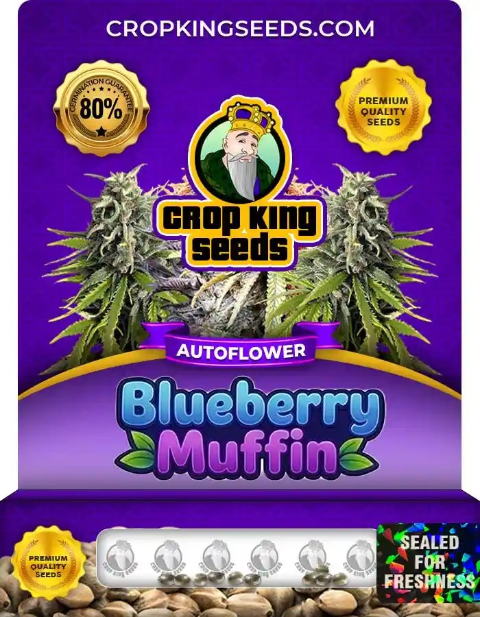 Blueberry Muffin Autoflower Seeds