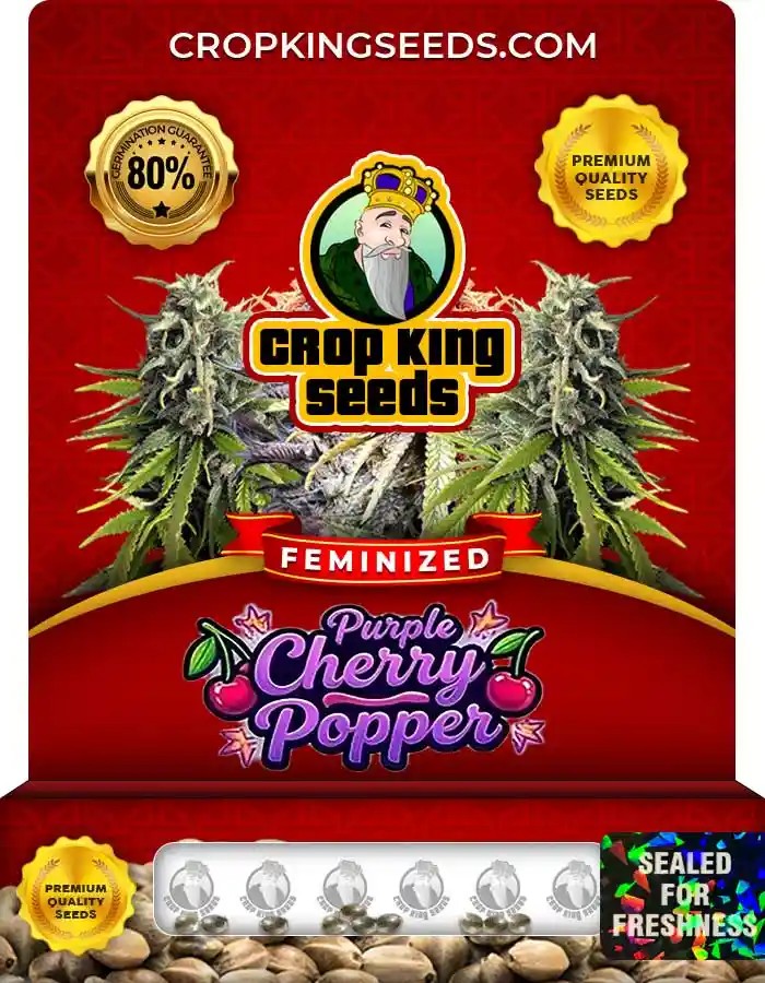 Purple Cherry Popper Feminized Seeds