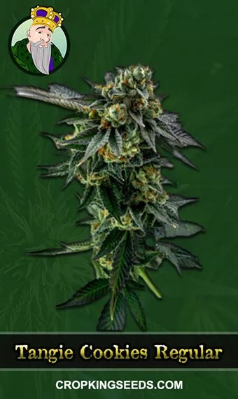 Tangie Cookies Strain Regular Marijuana Seeds