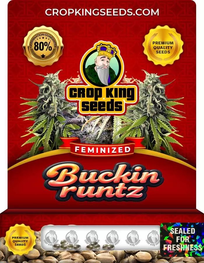 Buckin Runtz Strain Feminized Marijuana Seeds
