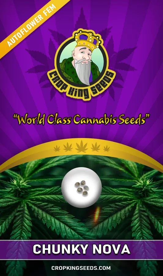 Chunky Nova Strain Autoflowering Feminized Marijuana Seeds